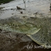 crocodile_american_tar_h_1111_cos2059.jpg